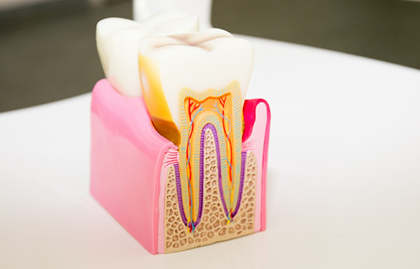Model of the layers of a tooth
